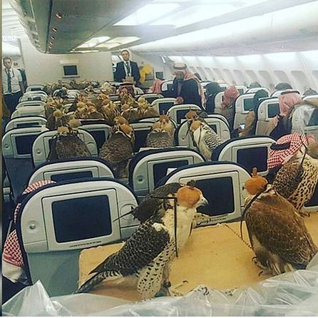 沙特王子带猎鹰乘飞机/instagram网友传图