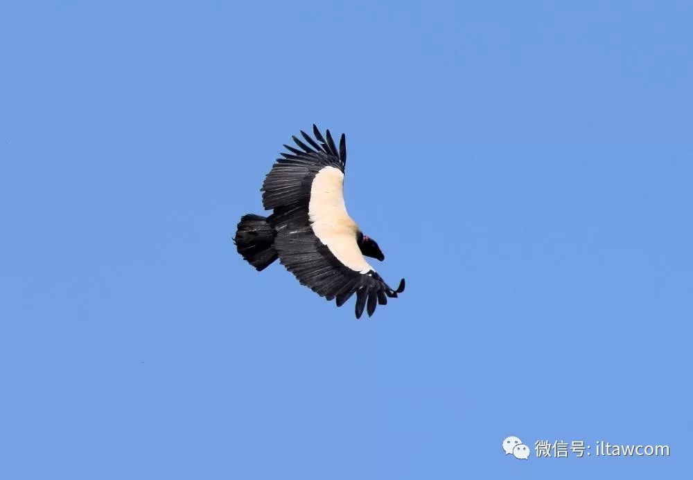 新大陆猛禽-美洲鹫|美洲|鹫|新大陆_新浪新闻