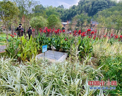 【美丽中国·网络媒体生态文明行】长沙县截污治污 改善后的金井河