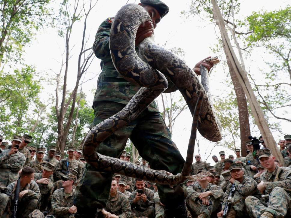 一名泰国士兵在展示一条巨蟒。（路透社）