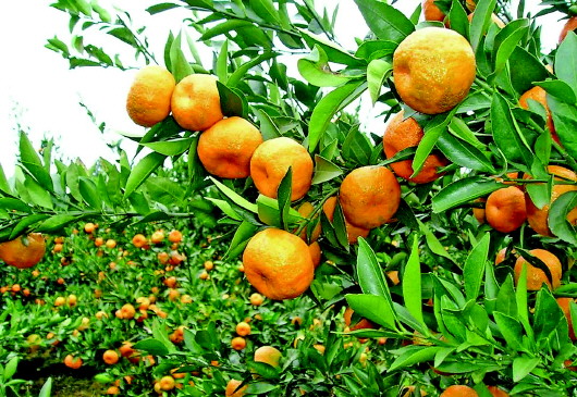 永顺椪柑颠覆你对橘子的认知