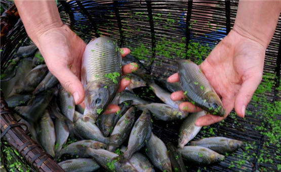 90后小伙养鱼致富,年收入达30万元