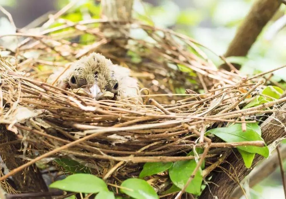 【中国陆军之声·夜读】等待我的布谷