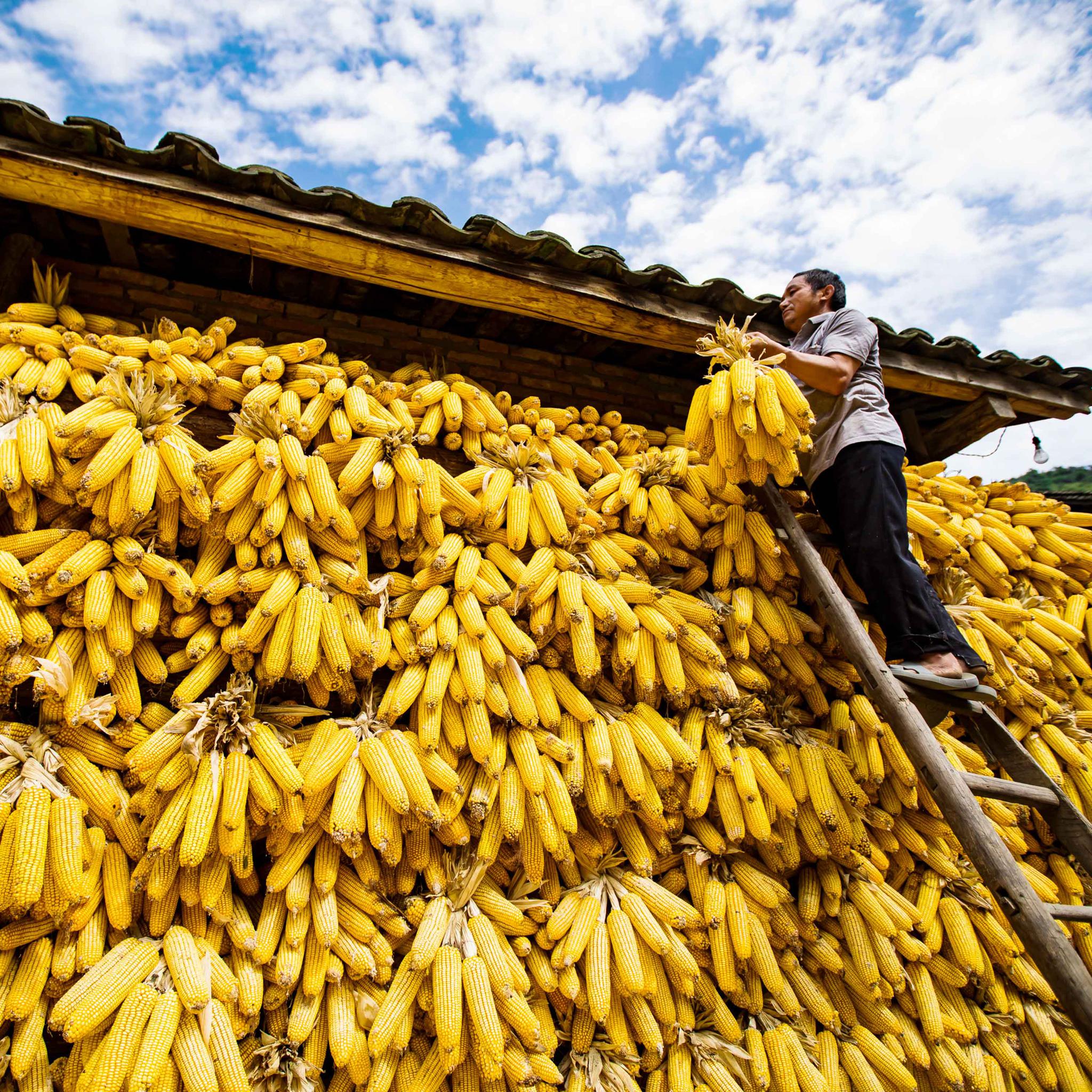 美丽中国醉美金秋丰收图