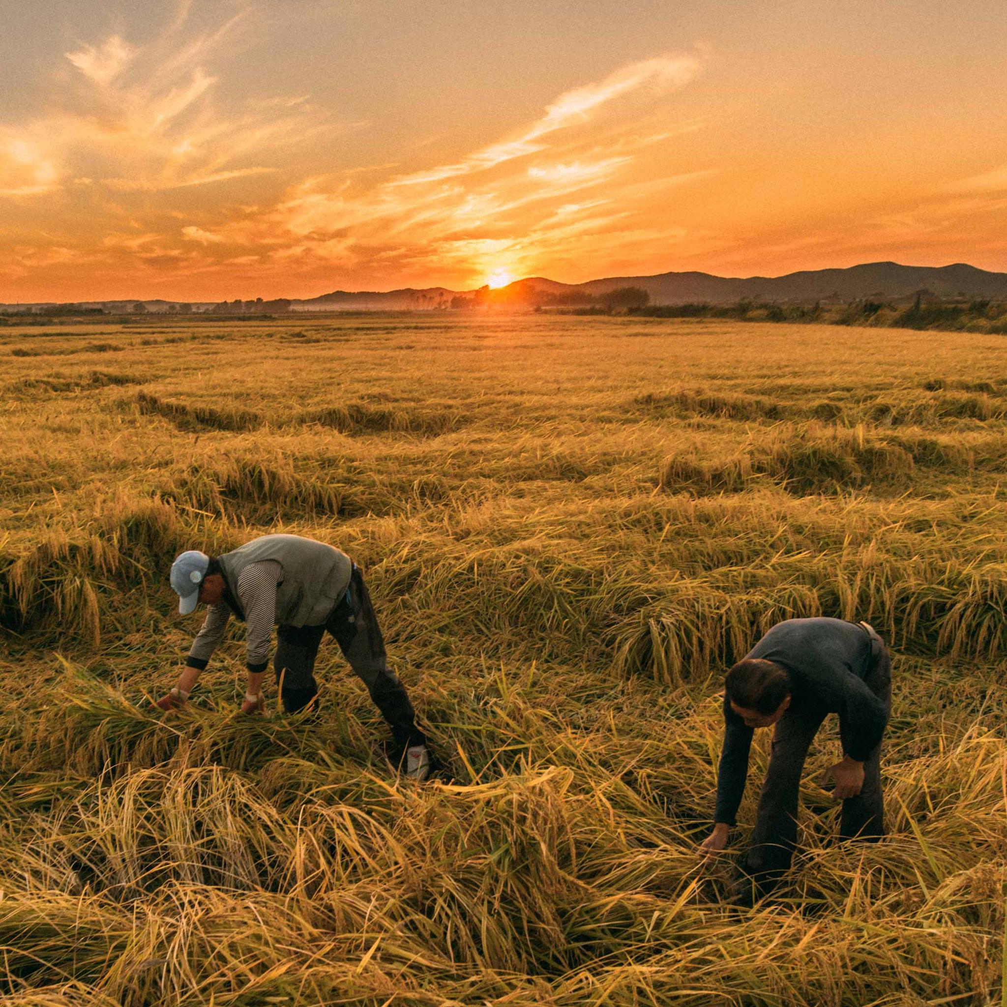 美丽中国醉美金秋丰收图