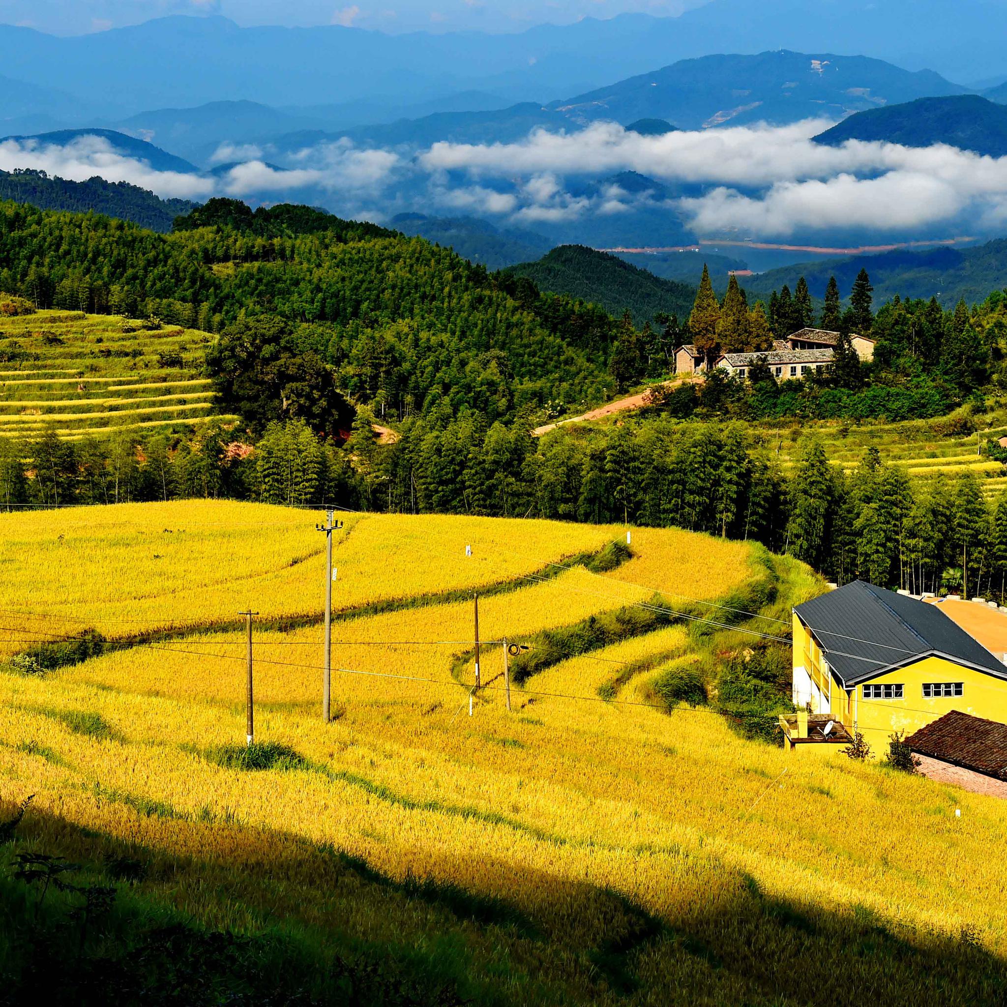 美丽中国醉美金秋丰收图