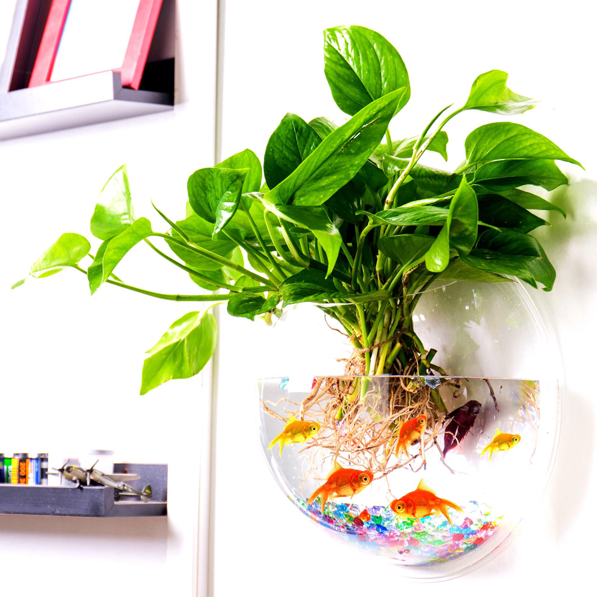 冬日房间干燥这10种水养植物值得推荐实用帖