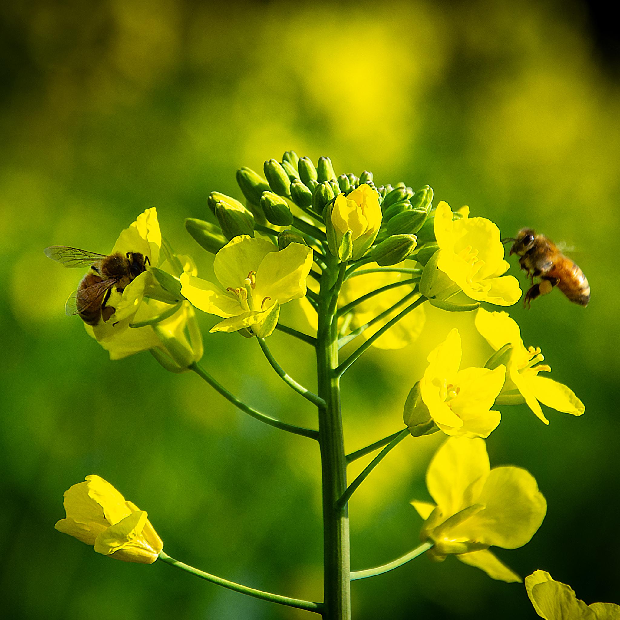 老来秀|油菜花开满地黄,丛间蝶舞蜜蜂忙