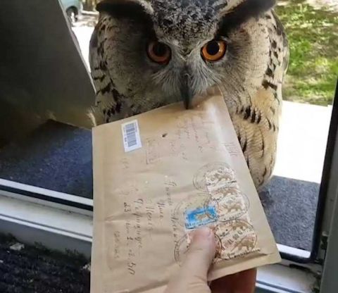 「如果要猫头鹰送信的话邮资要多少阿?