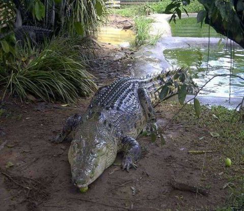 世界上最危险的肉食动物"食人鳄"真正的万物之主!