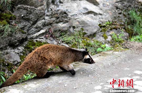 果子狸坠崖摔晕警民接力放归自然