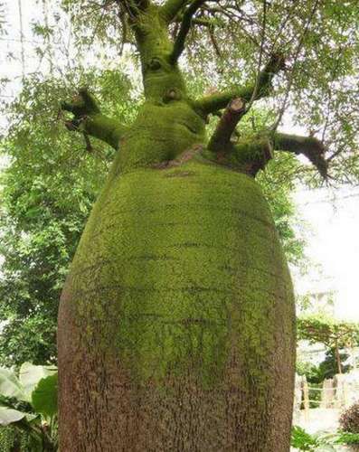 这是世界最能储水的树 一棵树储水量达2吨