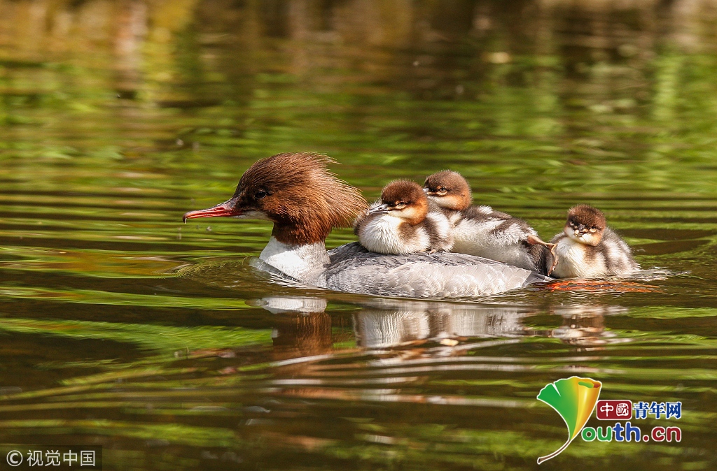 德国小鸭子"争席位"趴鸭妈妈背上游湖