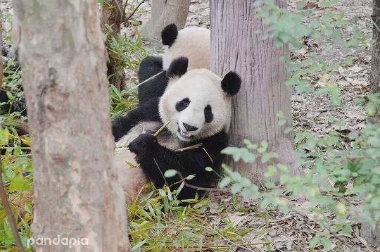 大青山|大熊貓|野生動物園_新浪新聞