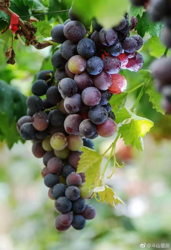 泰州时令水果采摘攻略,让你甜蜜一夏