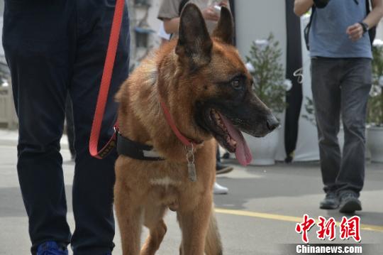 汶川特大地震功勋搜救犬沈虎与训导员重回北川