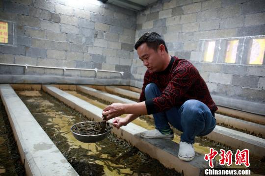 从"吸血"到"吸金" 广西农民的"蛭"富经|水蛭|蛭|养殖_新浪新闻