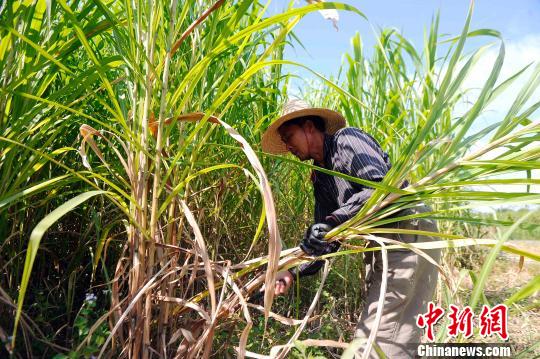 广西河池市农民脱贫走科技道路给鸡吃草听音乐