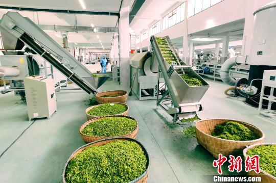 刘小英投资200多万元成立了花枝山生态有限公司和有机茶专业合作社