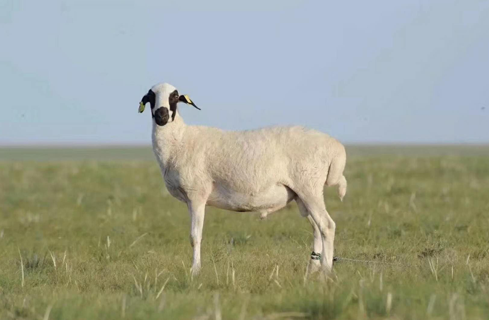 从申请到成交:微信「小店」小程序全面测评