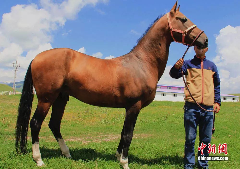 伊犁速步马在当地有极好的群众基础,哈萨克族,蒙古族,柯尔克孜族本身