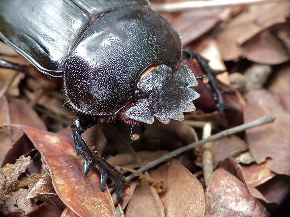 这位可爱的屎途行者身负重任