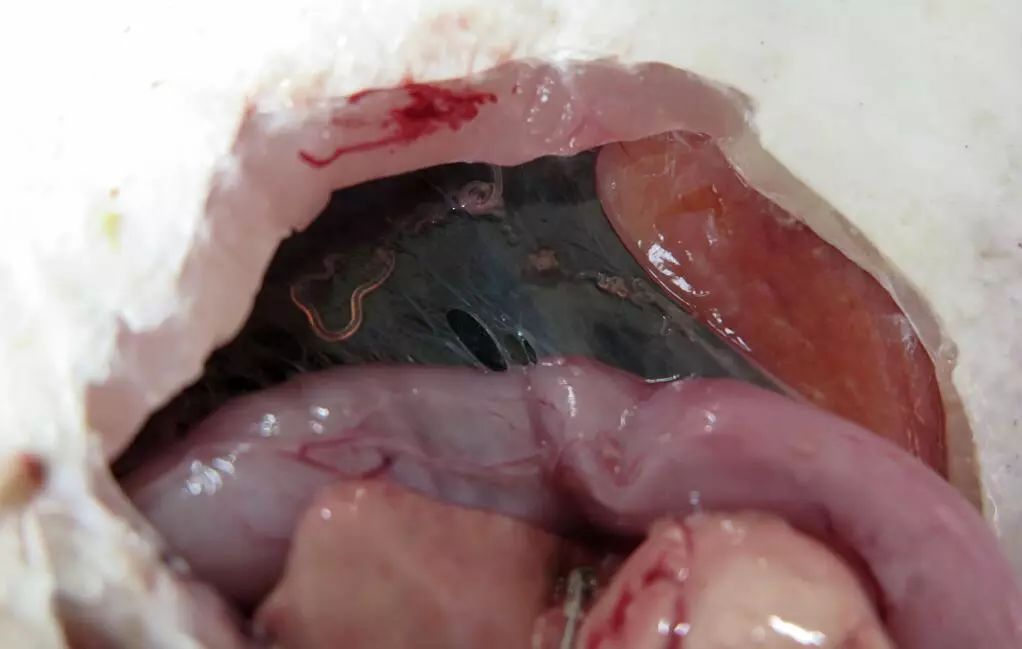 虽然检测的鱼中出现异尖线虫,但是专家提示,完全不必惊慌,只要掌握