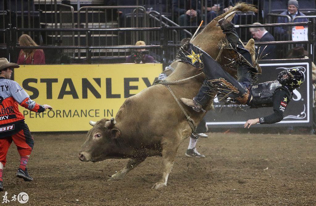 骑牛大赛:公牛的情绪已经稳定,选手走的很安详,没有什么牵挂