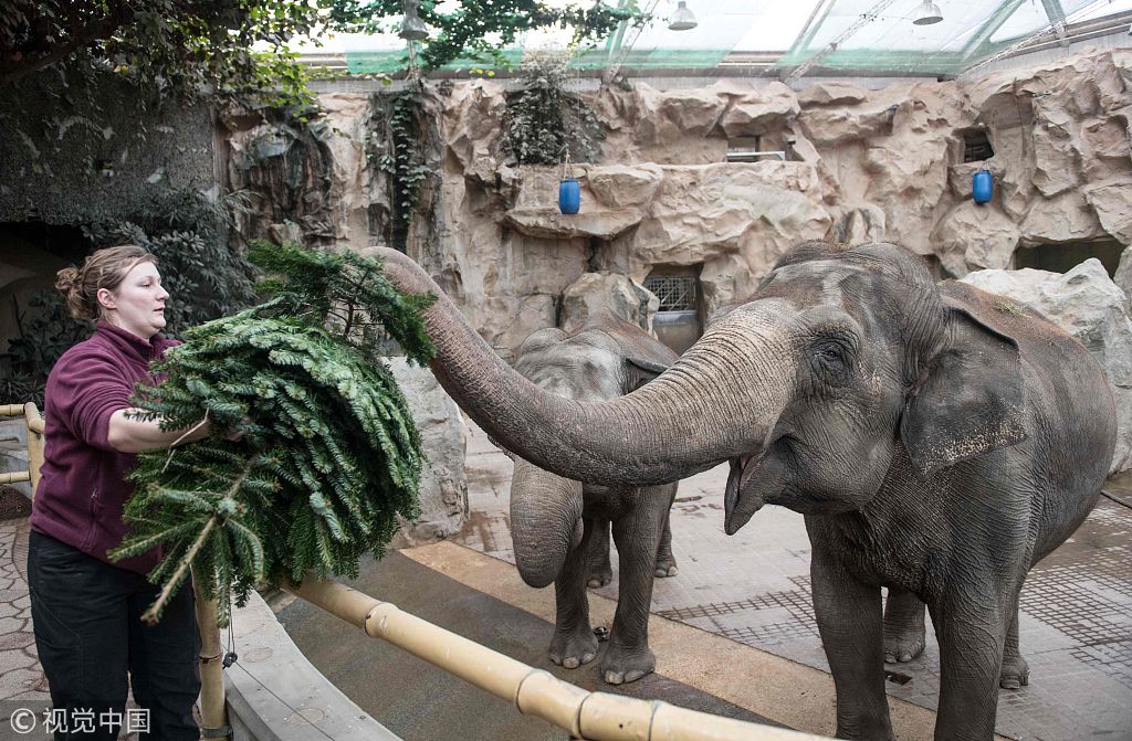 节日过完圣诞树怎么弄?成德国动物园大象"盘中餐"
