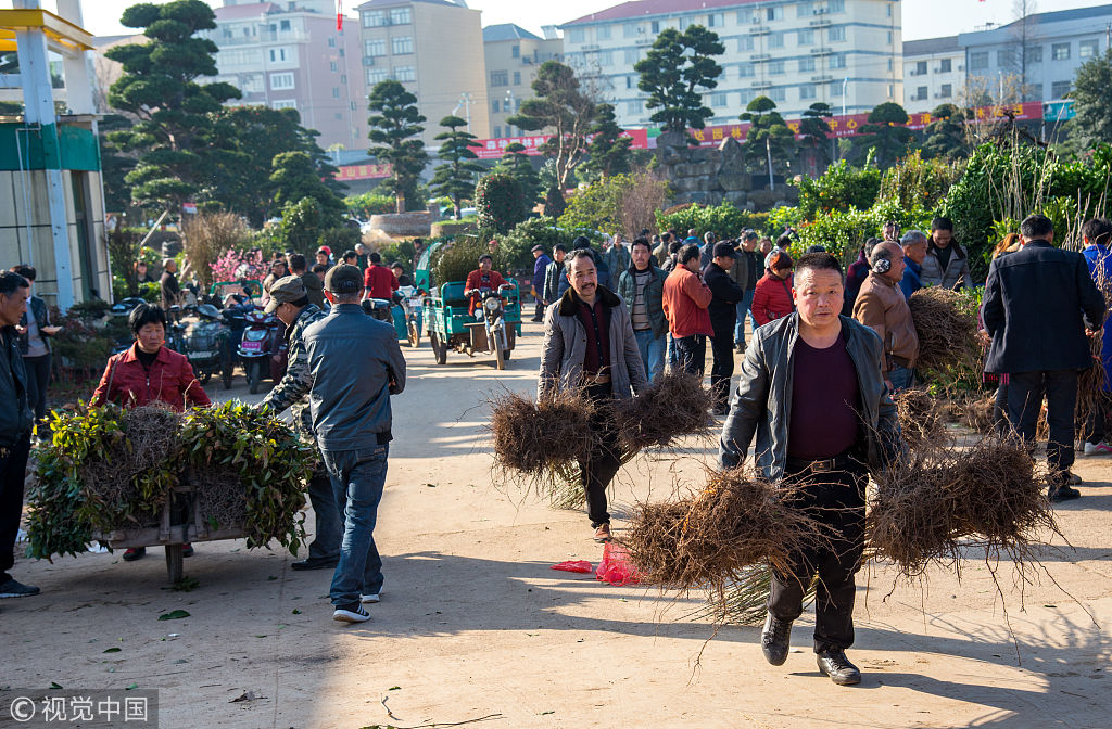浙江金华:新春时节苗木交易市场人头攒动 销售火爆_新浪看点