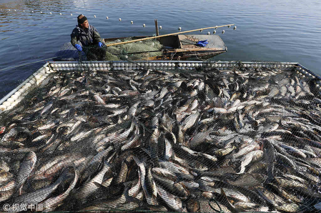 鱼跃在冬季 新浪网