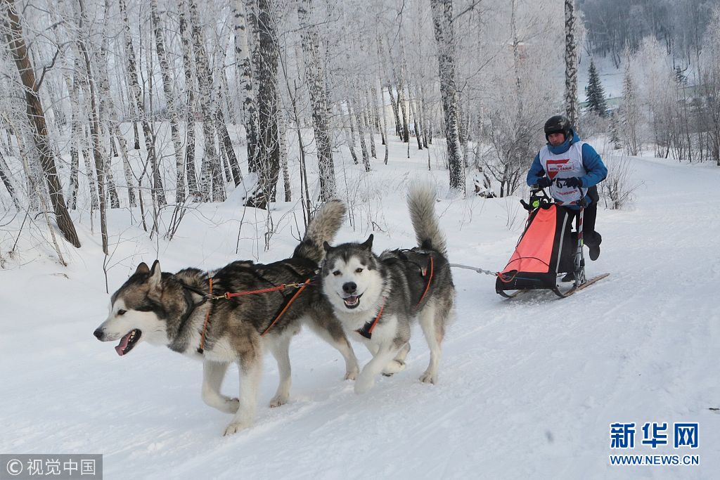 俄罗斯举行狗拉雪橇比赛哈士奇一展实力