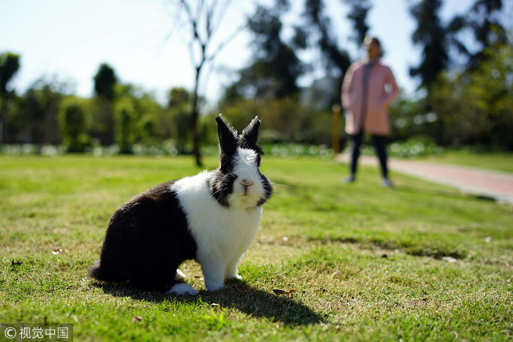 厦门思明区忠仑公园,天气晴朗,一位市民在公园内遛宠物兔子.