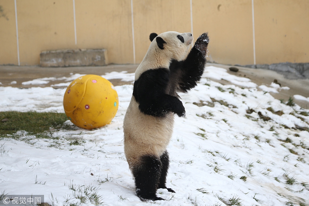 秦岭大熊猫小姐妹雪中滚气球 嗨到停不下来