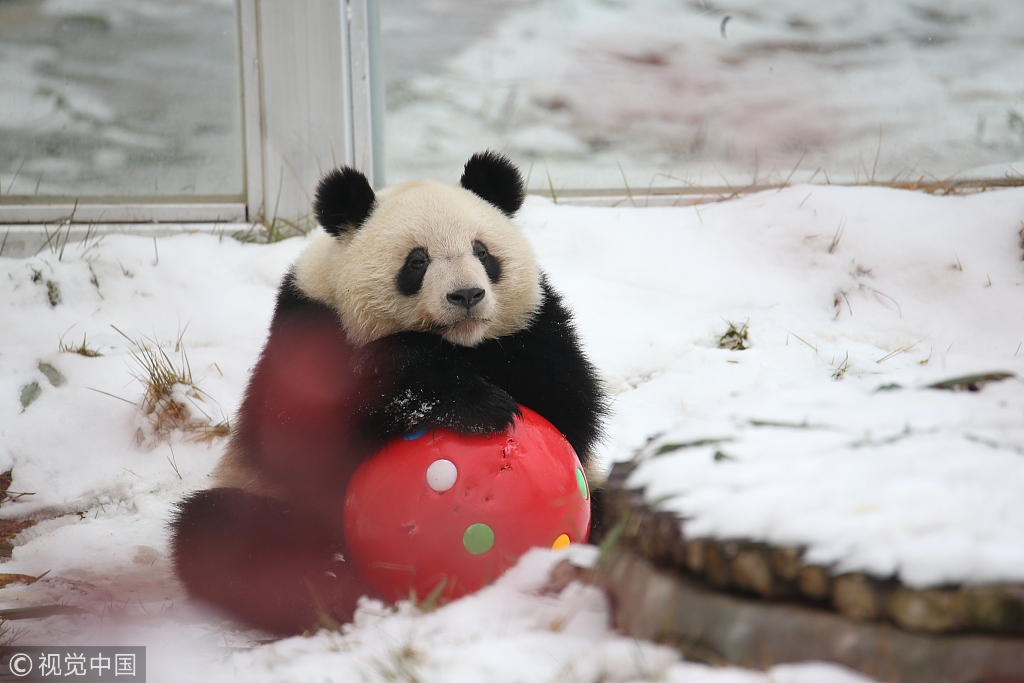 秦岭大熊猫小姐妹雪中滚气球 嗨到停不下来