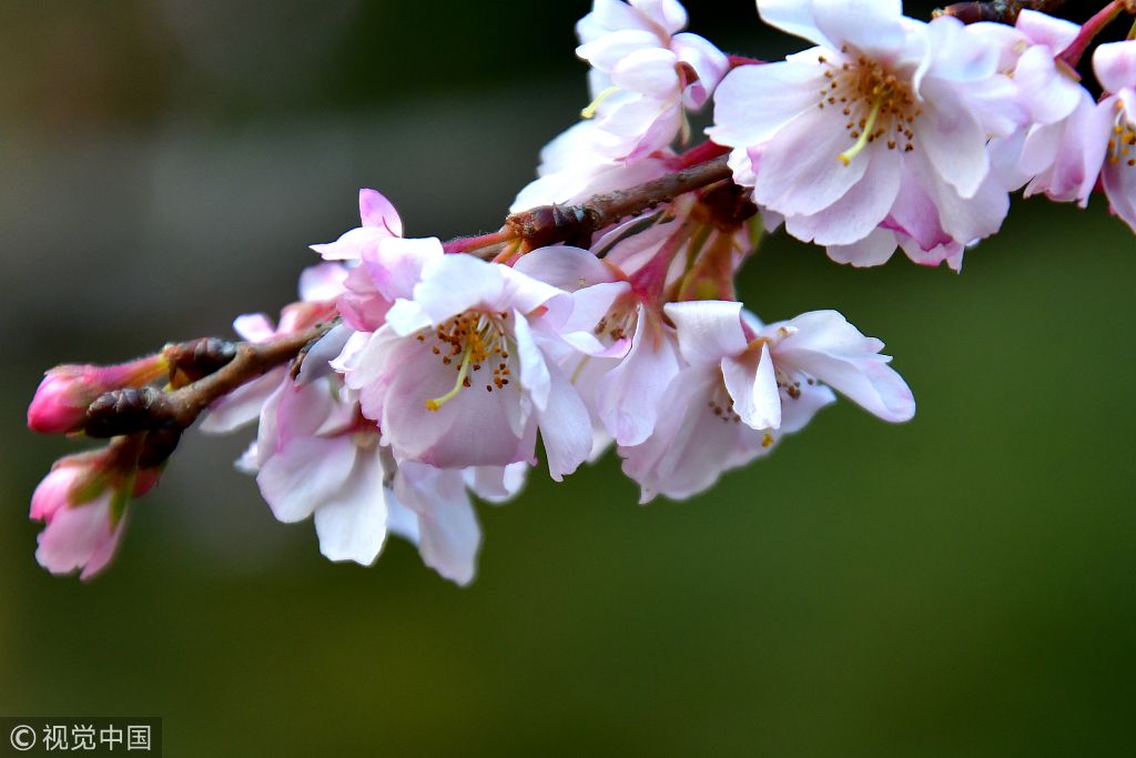 东京:新宿御苑寒樱盛开