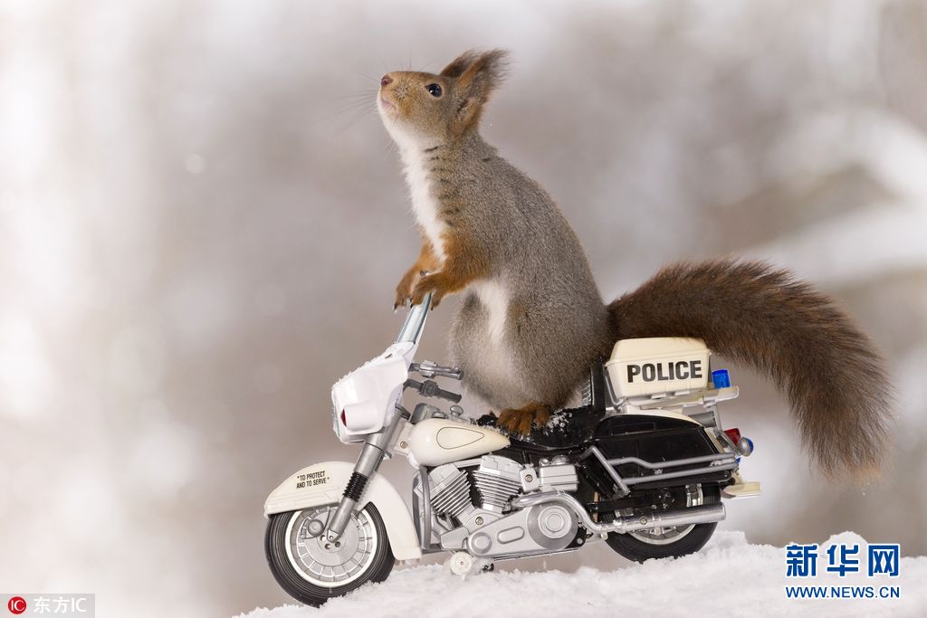 瑞典小松鼠骑车秀特技