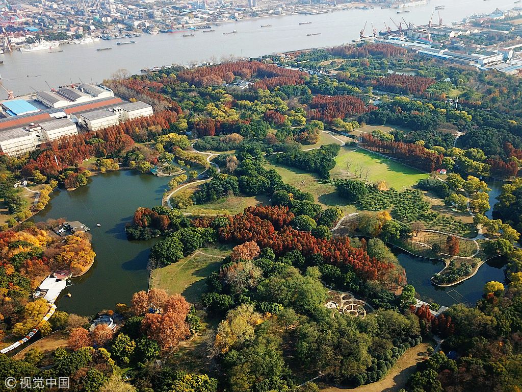 航拍上海森林公园初冬 层林尽染如五彩地毯_新浪看点