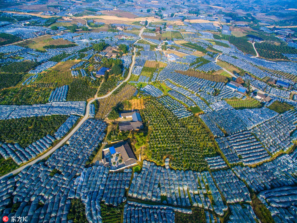 近日,在四川省成都市浦江县丑柑种植基地内看到,即将在春节上市的千亩