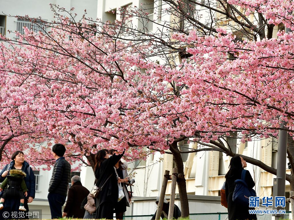 东京都内河津樱盛开市民游客赏花拍照忙 手机新浪网