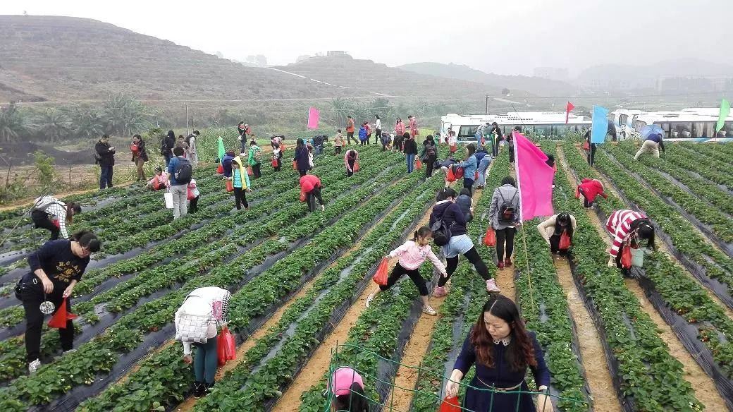 菜博士农场草莓园温馨提示:草莓要等1月份才会成熟交通:"海上田园站"