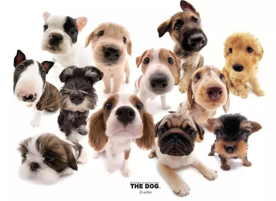 最萌thedog天津世纪都会贺新春优惠超多礼品丰厚high翻你的新年