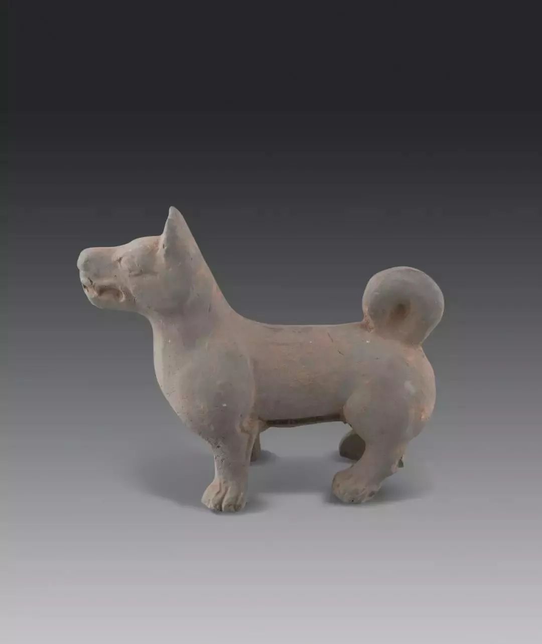 这只陶狗昂首站立,四肢直立,颈与前腹紧束套戴,显得非常机警.