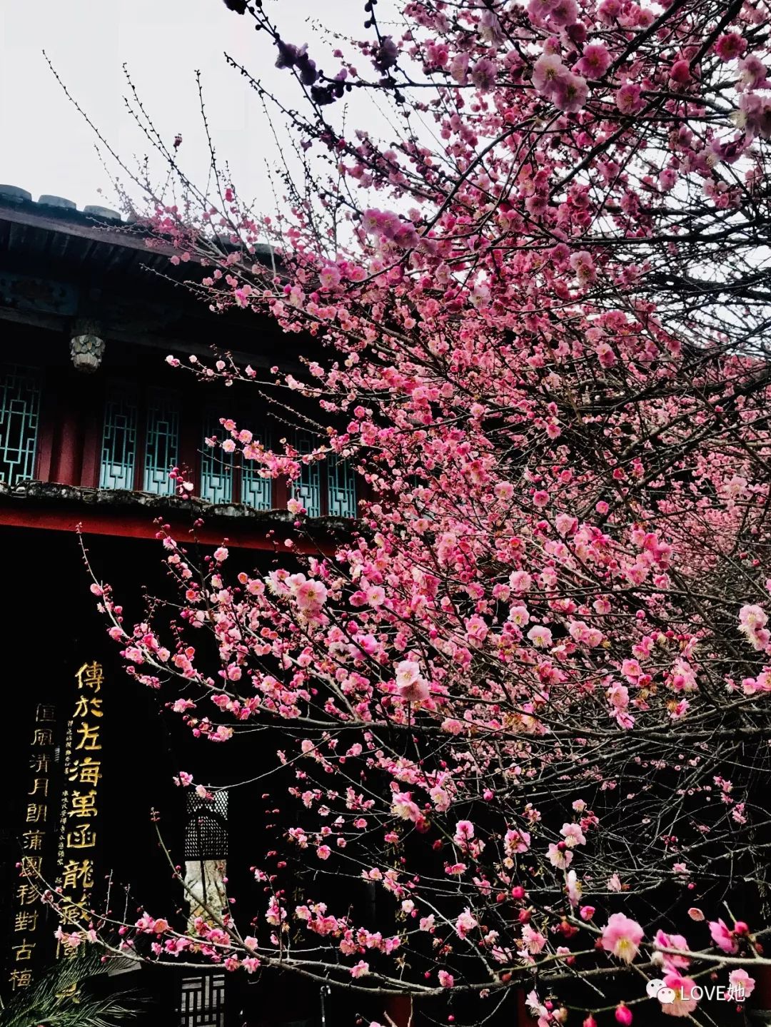 福州林阳禅寺梅花图片