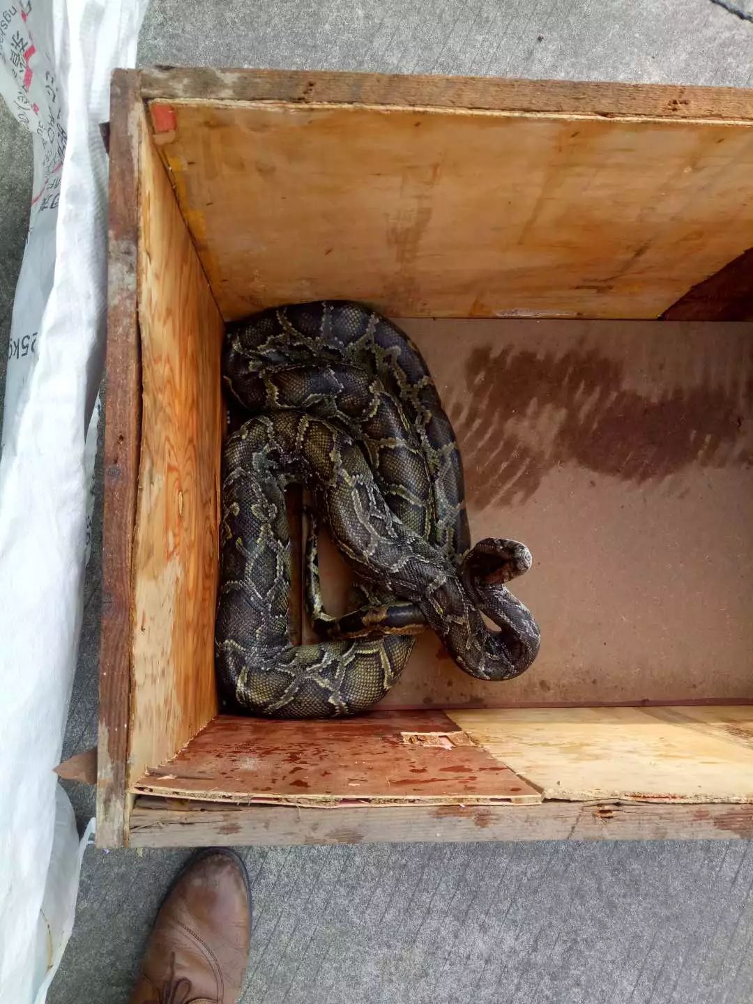 相关图片: 紧急呼救蟒蛇女 眼镜王蛇vs蟒蛇 蟒蛇