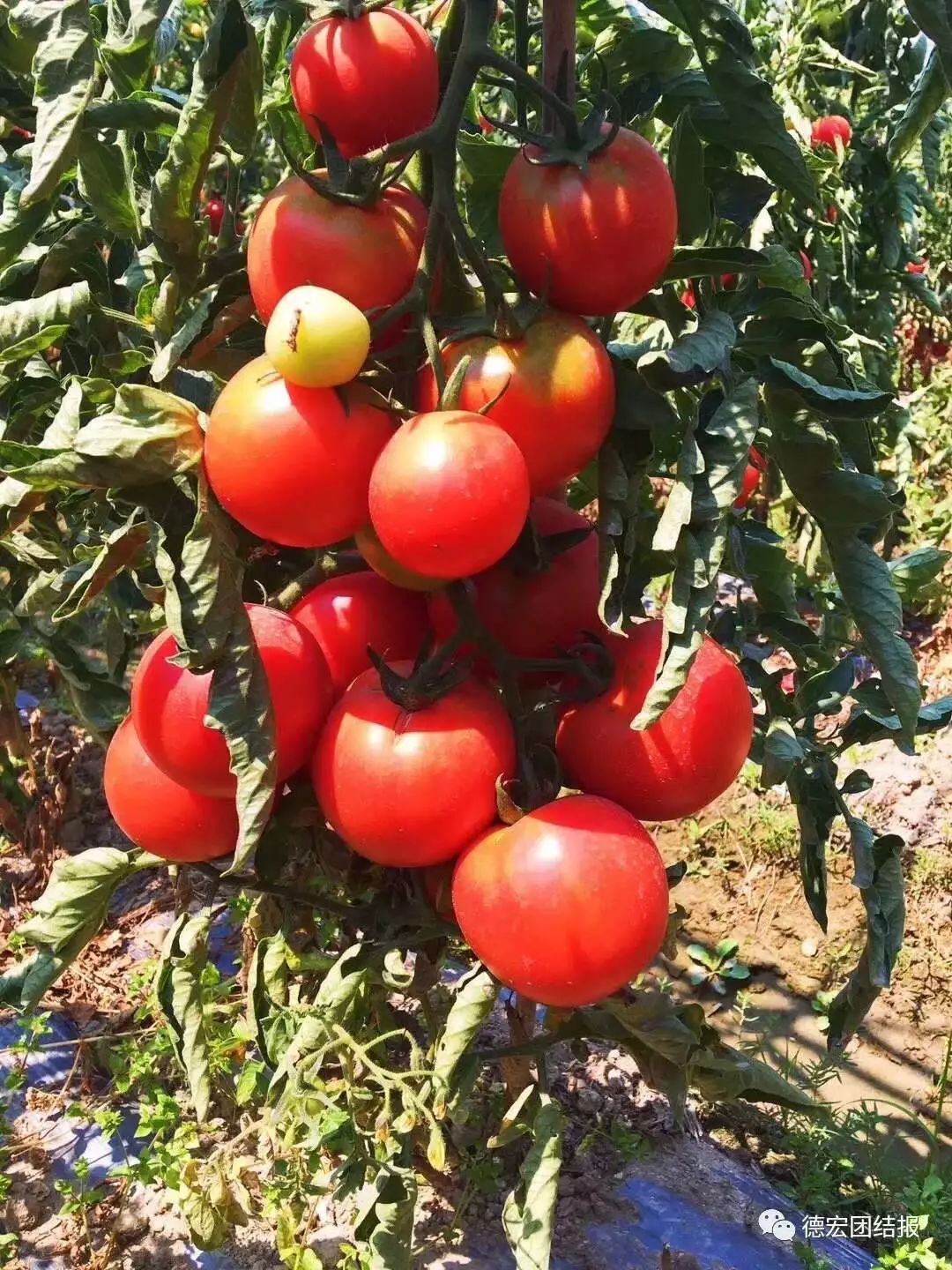 云南多地番茄滞销,出路在哪?帮助农户,转发分享,感恩感德!