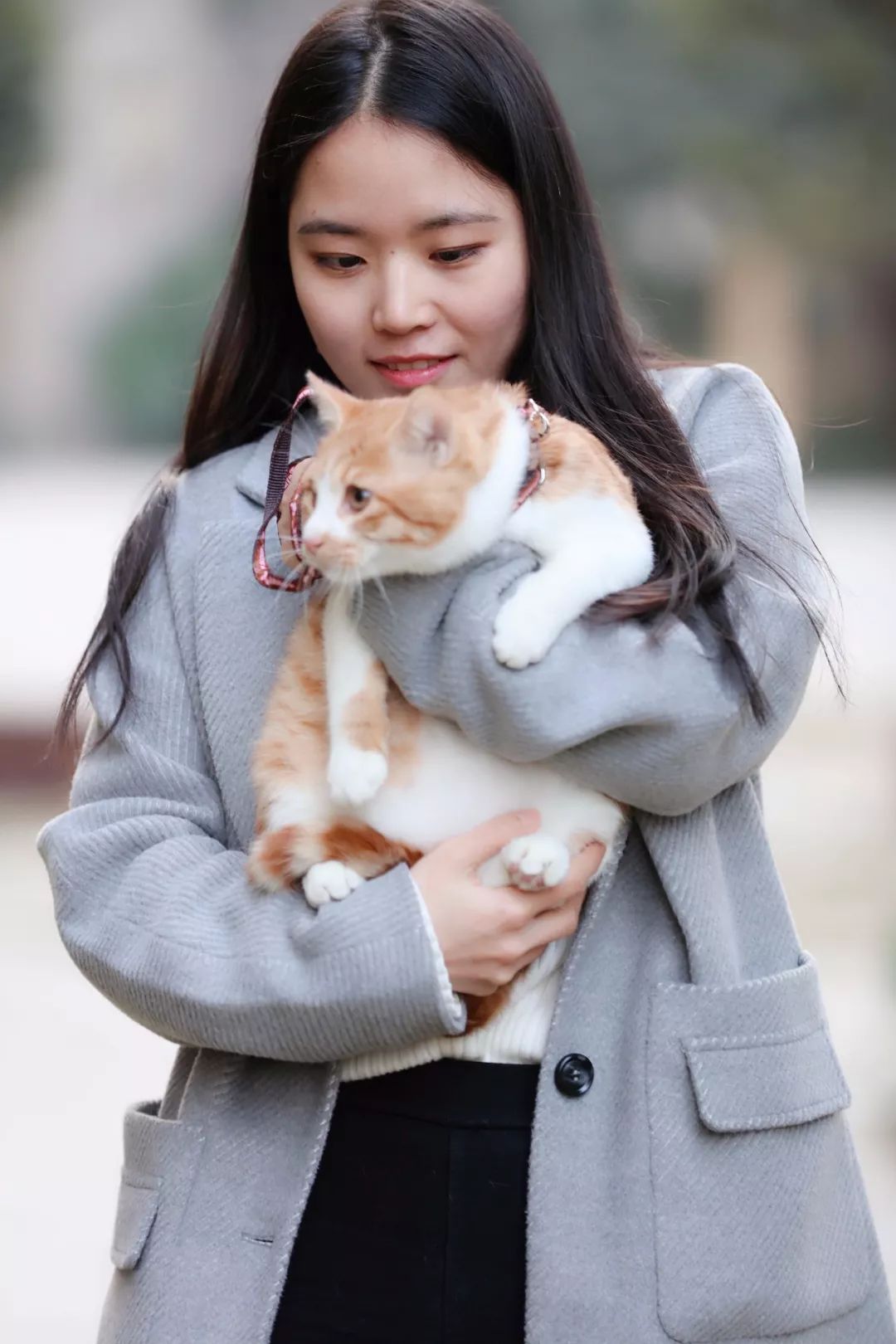 心有猛虎,细嗅蔷薇