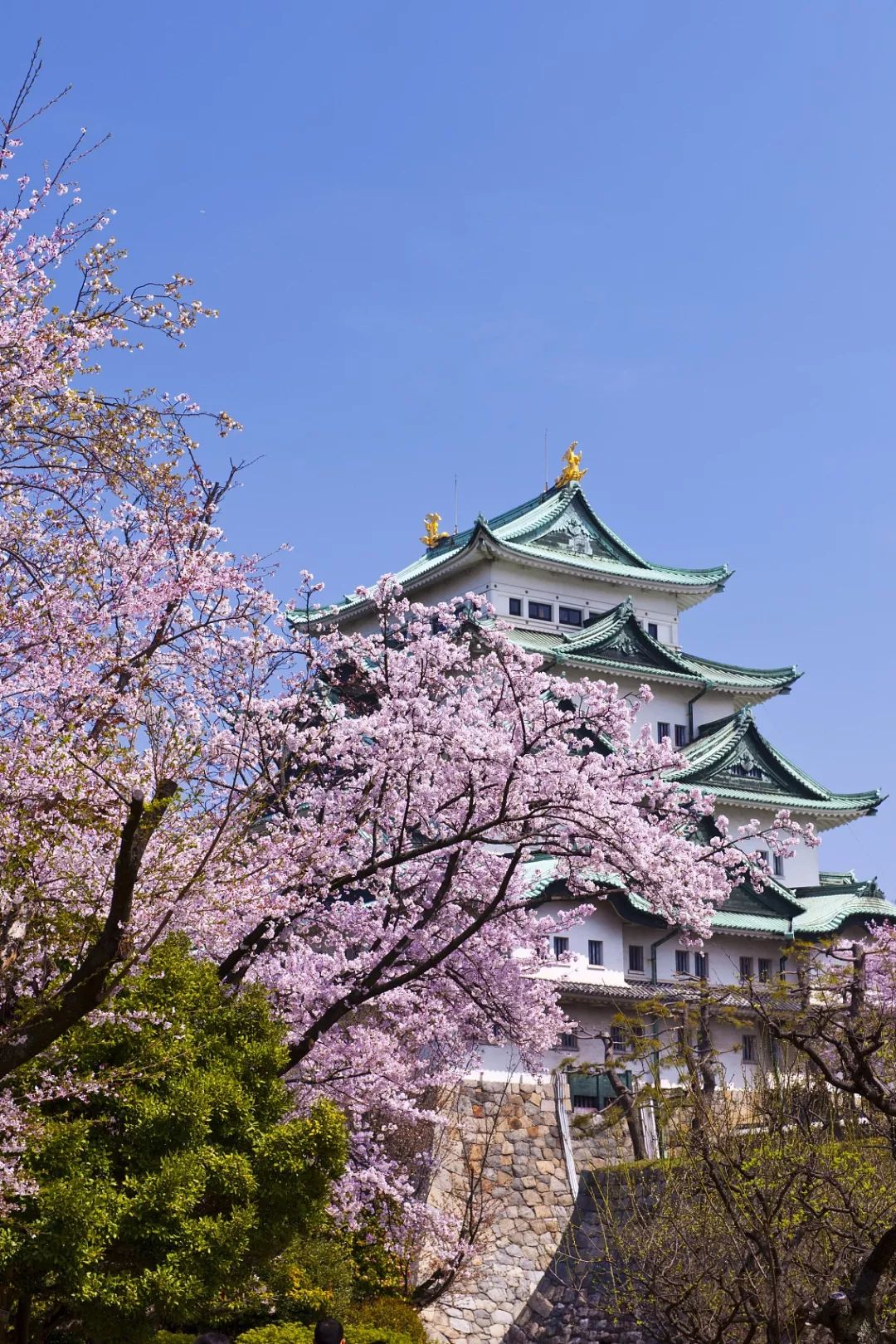 2018年日本赏樱攻略在此,现在买机票还来得及|樱花|熊本城|樱花树