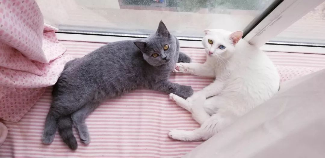 一只跳舞白猫和一只放空自己的蓝猫,谁才是真的蠢萌?