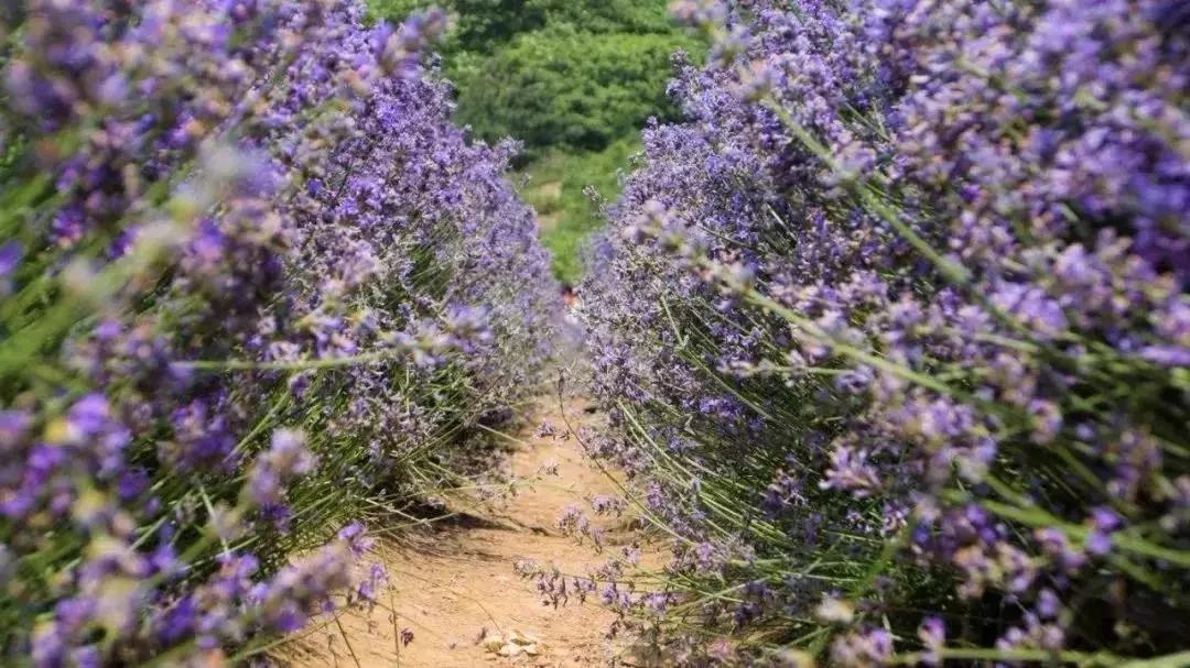 美呆!过年来广州 10万株薰衣草花海免费看!